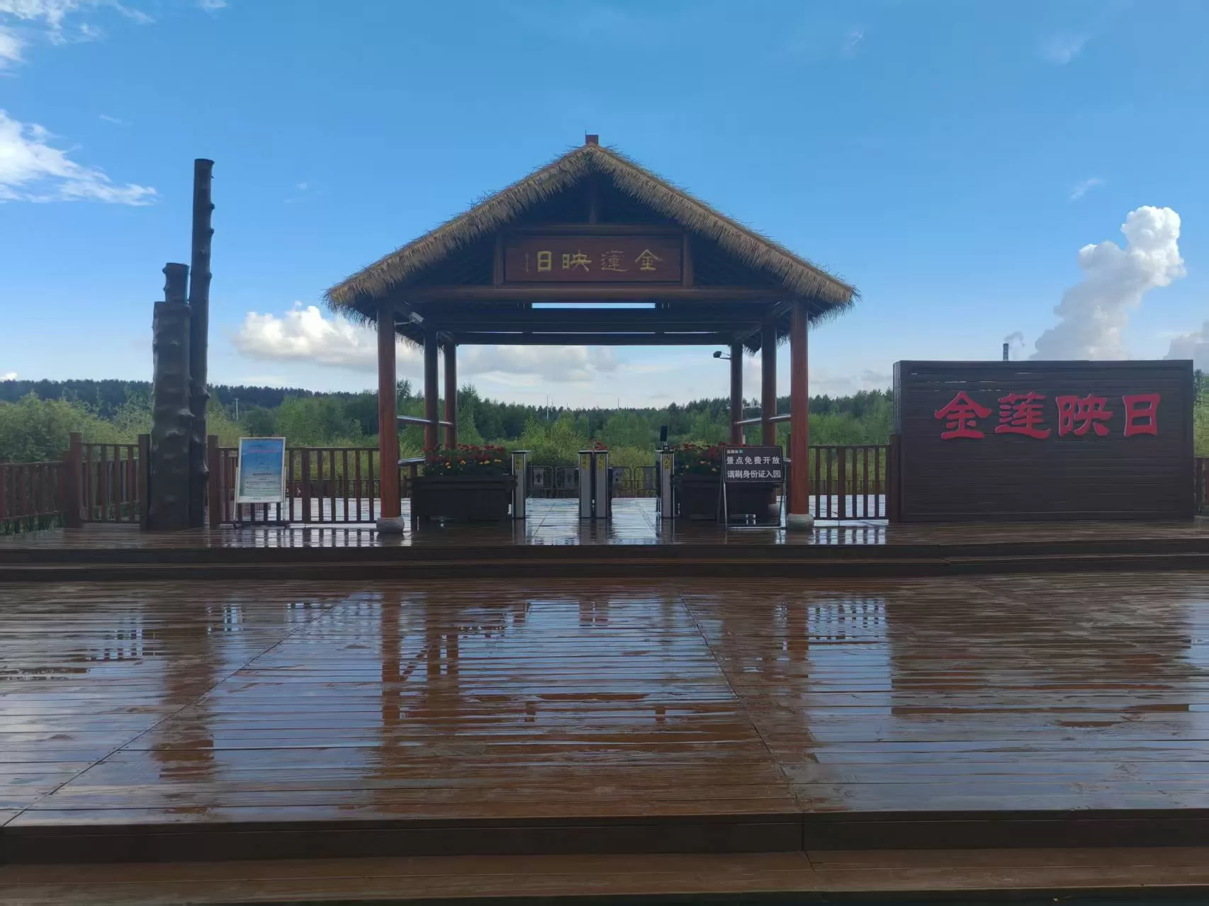 金莲映日
